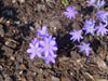 Przylaszczka Hepatica nobilis