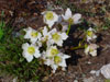 Ciemiernik Helleborus niger