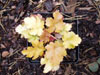 urawka Heuchera 'Amber Waves'