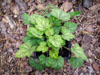 uraweczka Heucherella 'Bridget Bloom'