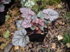 urawka Heuchera 'Cascade Dawn'