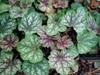 urawka Heuchera 'Colour Beauty'