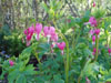 Serduszka okazae Dicentra spectabilis