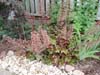 urawka Heuchera 'Chocolate Ruffles'