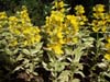 Lysimachia clethroides