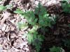 Tiarella sercolistna Tiarella cordifolia 'Seafoam'