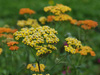 Achillea millefolium 'Terracotta'