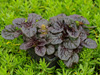 Ajuga reptans BLACK SCALLOP