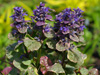 Ajuga reptans PARTY COLORS