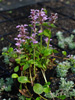 Ajuga reptans 'Pink Surprise'