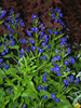 Anchusa azurea 'Loddon Royalist'