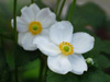 Anemone hybrida 'Andrea Atkinson'