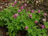 Anemone nemorosa 'Gigantea Rubra'