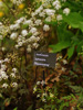 Anthriscus sylvestris 'Ravenswing'