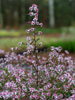 Aster lateriflorus 'Lady in Black'