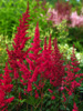 Astilbe x arendsii 'Fanal'