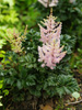 Astilbe x crispa 'Liliput'