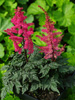 Astilbe x crispa 'Moulin Rouge'