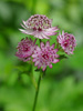 Astrantia major 'Abbey Road'