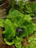 Bergenia cordifolia 'Tubby Andrews' (Bergenia sercowata)