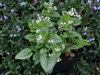 Brunnera macrophylla 'Mr. Morse' (Brunera wielkolistna)