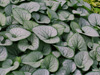 Brunnera macrophylla 'Silver Heart' (Brunera wielkolistna)