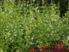 Calamintha nepeta ssp. glandulosa 'White Cloud'