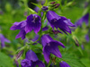 Campanula x punctata 'Kent Belle'