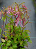 Campanula 'Pink Octopus'