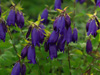 Campanula hybrida 'Sarastro'