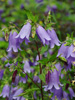 Campanula x punctata 'Summertime Blues'