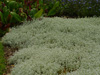 Cerastium tomentosum var. columnae