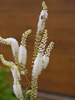 Actaea simplex