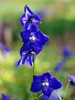 Ostrka Delphinium x belladonna 'Atlantis'