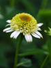 Jewka Echinacea hybrida 'Greenline'