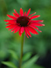 Jewka Echinacea hybrida 'Hot Lava'