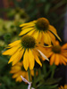 Jewka Echinacea hybrida 'Leilani'