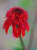 Jewka Echinacea hybrida 'Summer Samba'