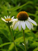 Jewka Echinacea purpurea 'Avalanche'