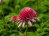 Jewka Echinacea purpurea 'Butterfly Kisses'