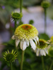 Jewka Echinacea purpurea 'Milkshake'