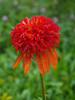 Jewka Echinacea purpurea 'Summer Salsa'