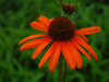 Jewka Echinacea purpurea 'Tiki Torch'