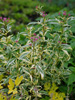 Sadziec Eupatorium fortunei 'Pink Elegance'