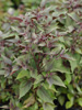 Sadziec pomarszczony Eupatorium rugosum 'Chocolate'