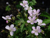 Bodziszek Geranium 'Melinda'