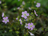 Bodziszek Geranium maculatum 'Espresso'