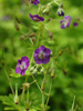 Bodziszek Geranium phaeum 'Margaret Wilson'