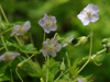 Bodziszek Geranium phaeum 'Mojito'