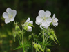 Bodziszek Geranium pratense 'Galactic'